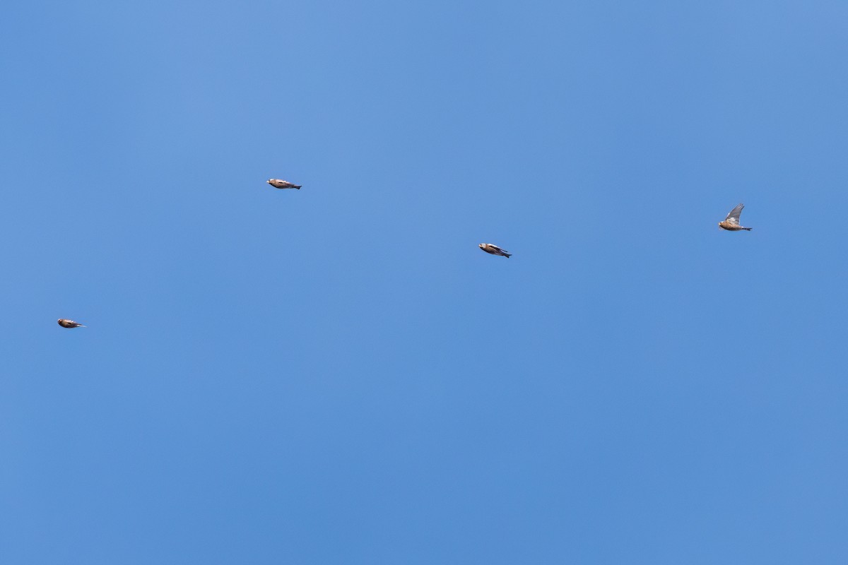 Gray-crowned Rosy-Finch (Hepburn's) - ML644098486