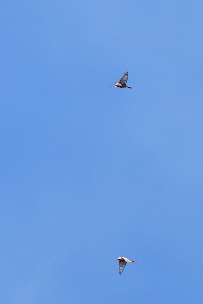 Gray-crowned Rosy-Finch (Hepburn's) - ML644098489