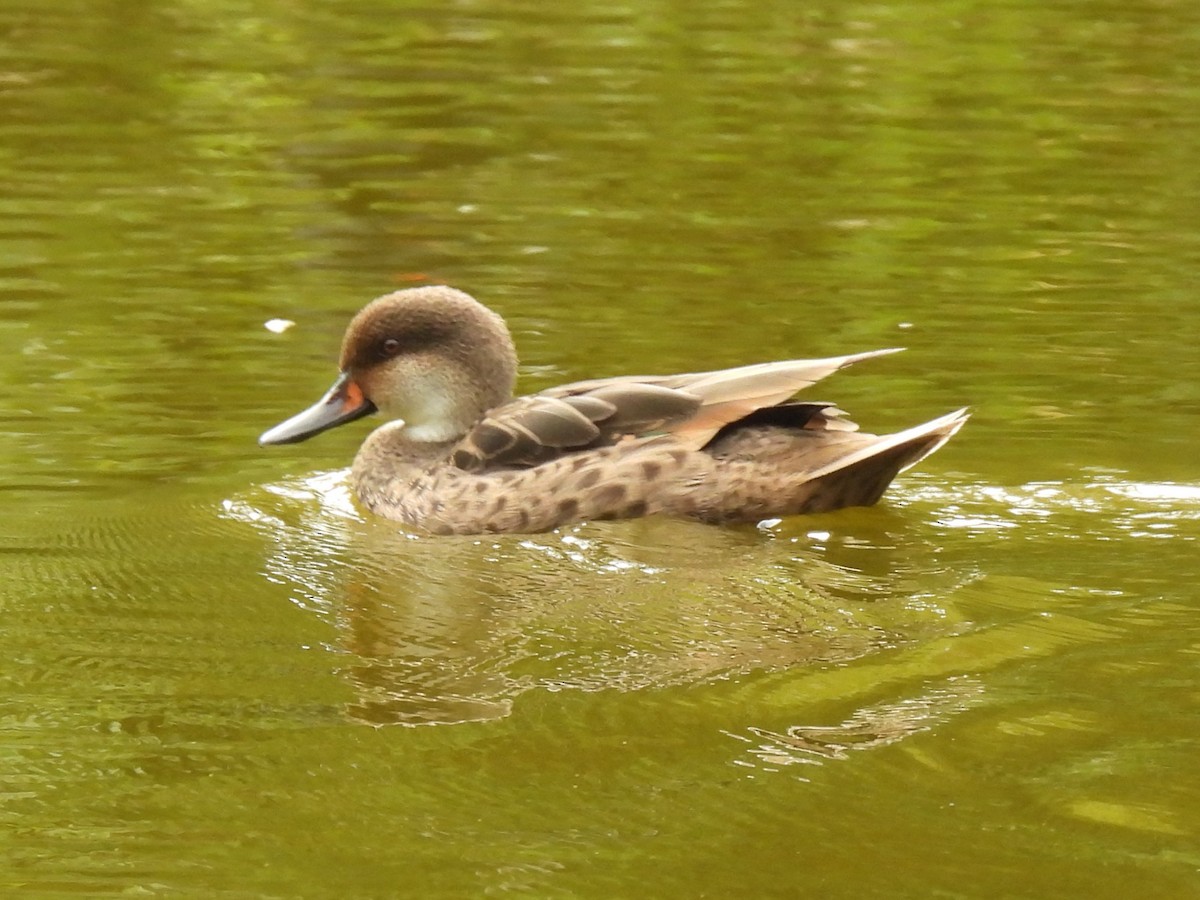 White-cheeked Pintail (Galapagos) - ML644098493