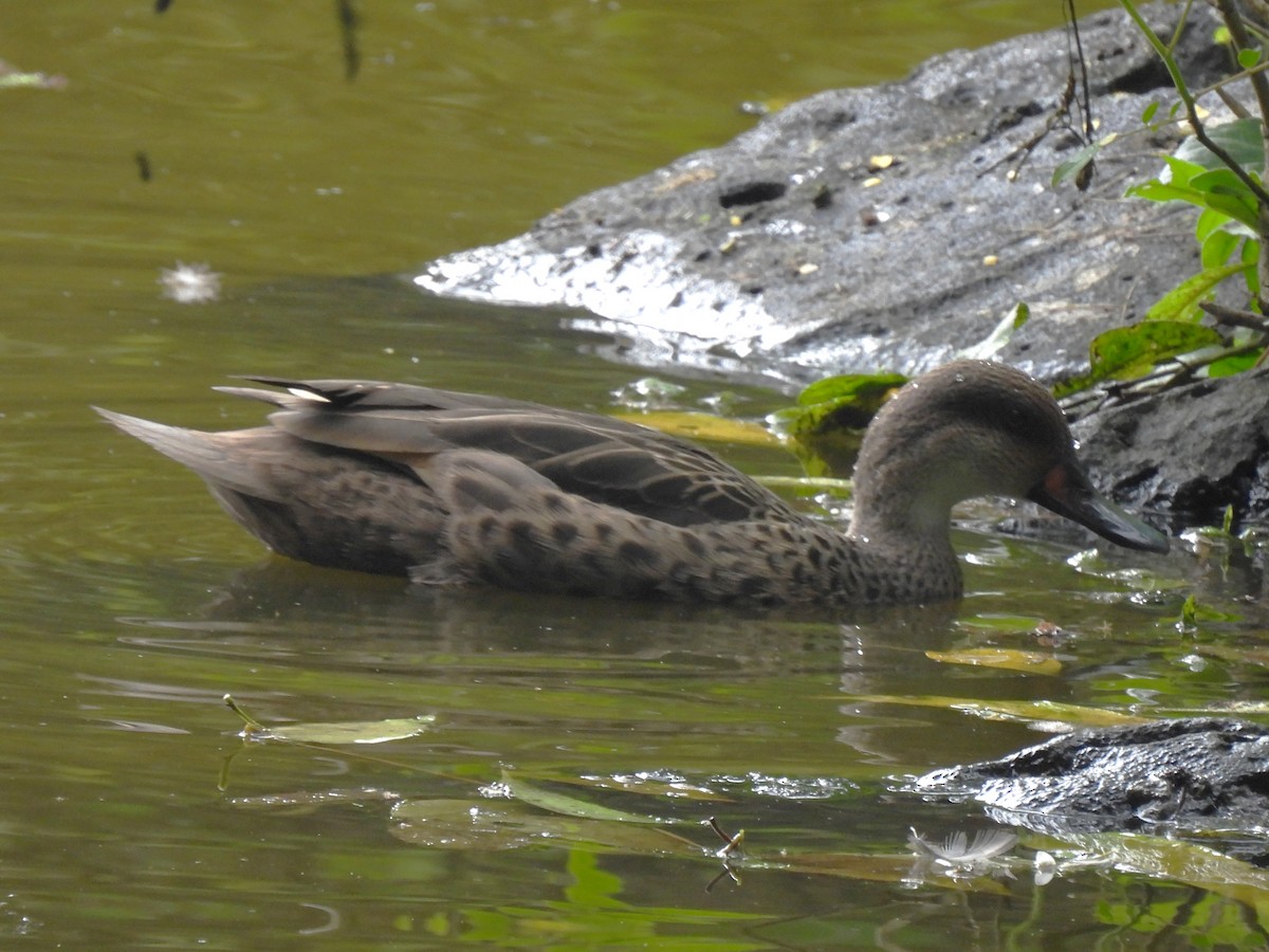 White-cheeked Pintail (Galapagos) - ML644098494