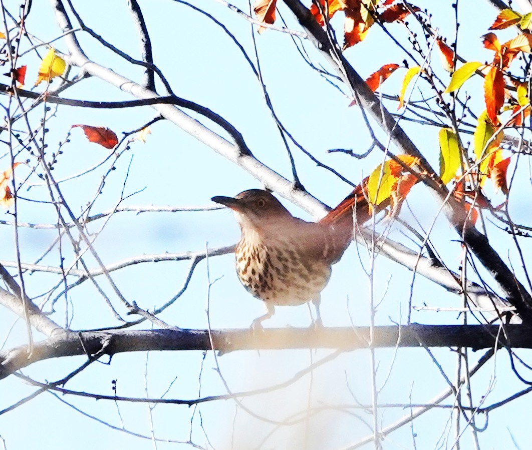 Brown Thrasher - ML644098499
