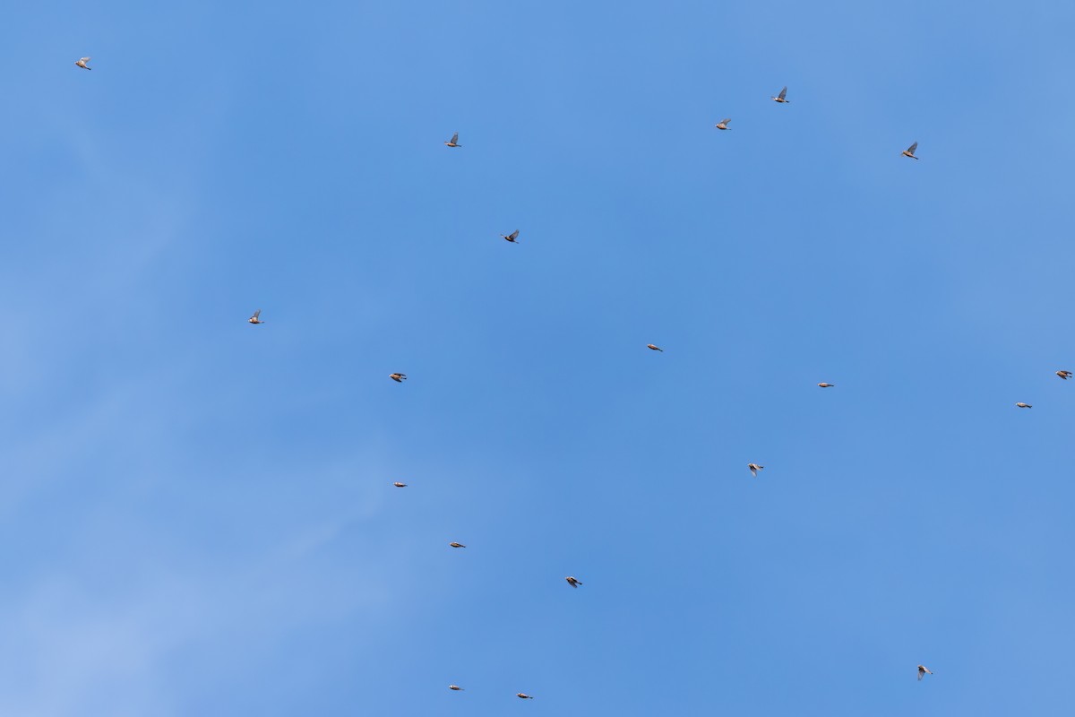 Gray-crowned Rosy-Finch (Gray-crowned) - ML644098507