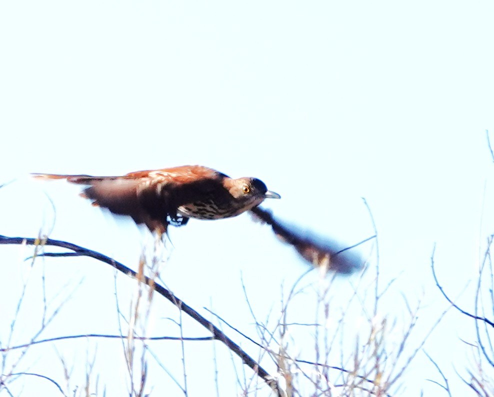 Brown Thrasher - ML644098512
