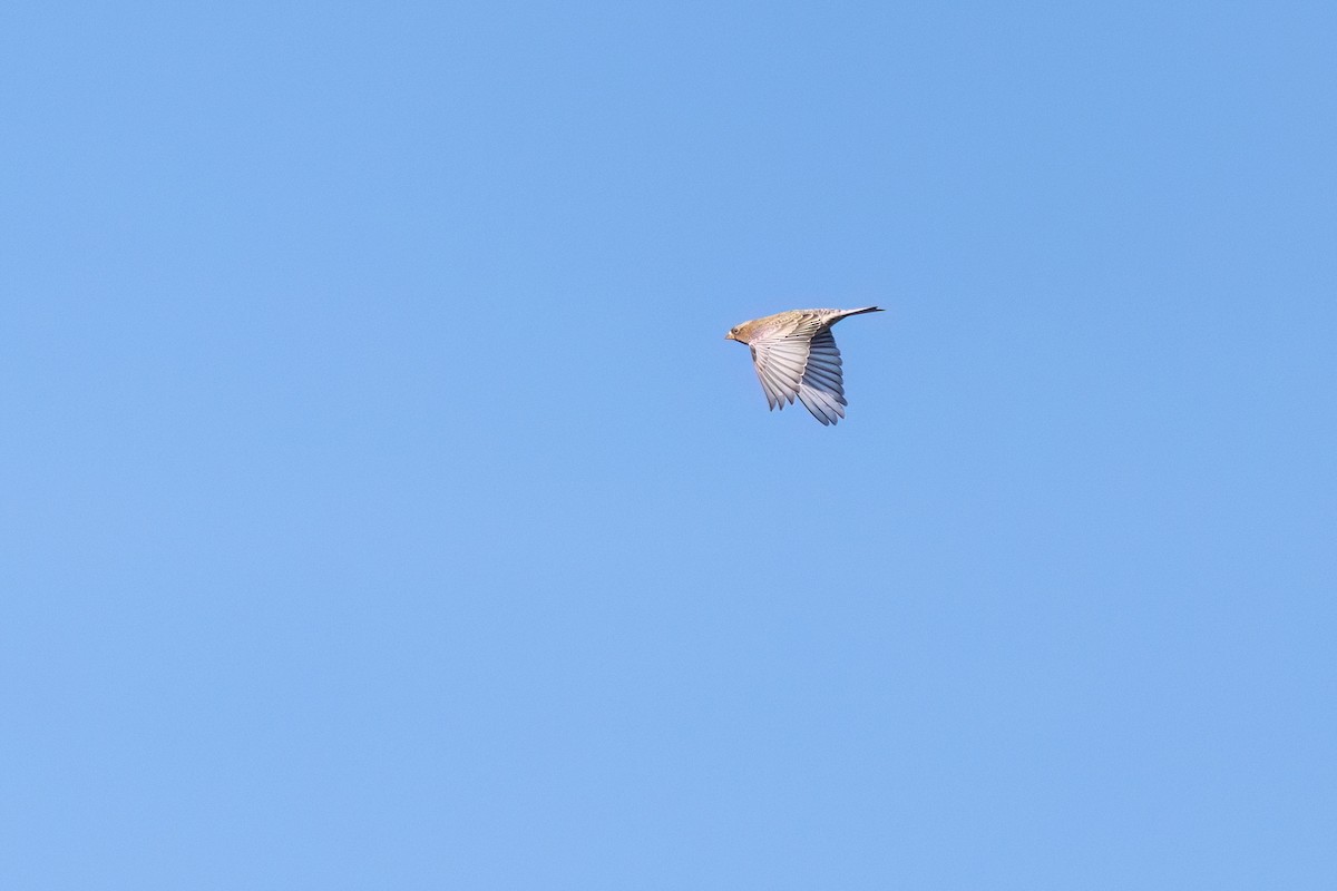 Gray-crowned Rosy-Finch (Gray-crowned) - ML644098515
