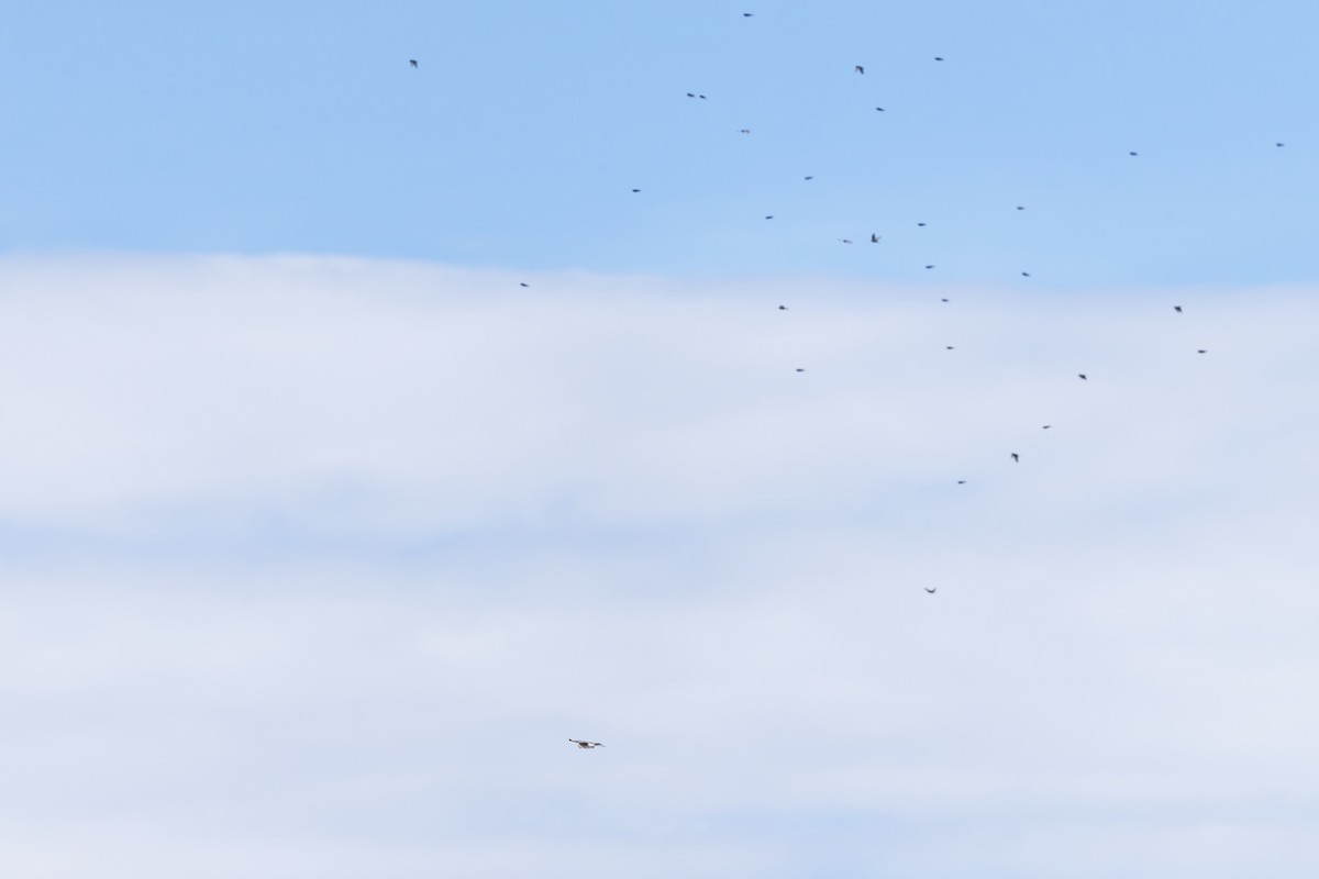 Sharp-shinned Hawk (Northern) - ML644098521