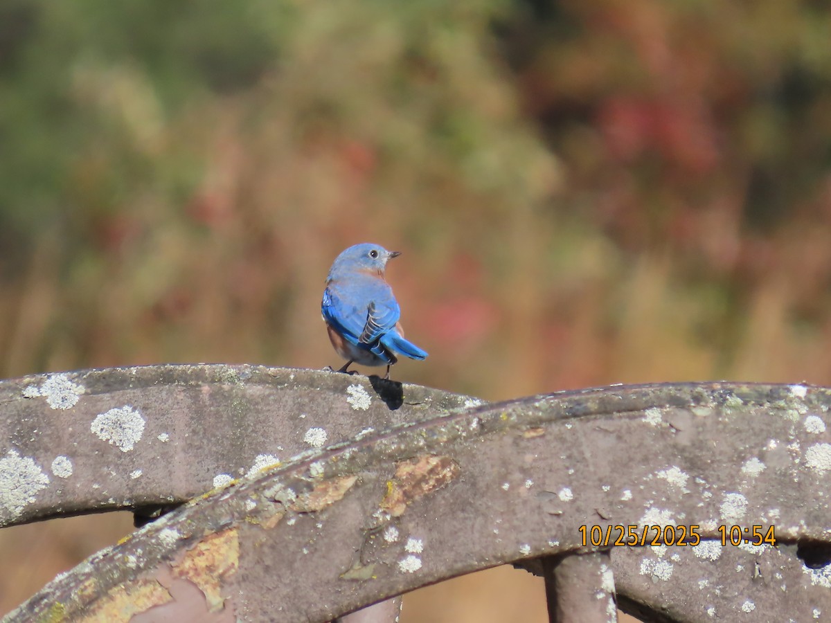 Eastern Bluebird - ML644098526