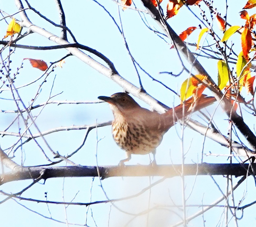 Brown Thrasher - ML644098527