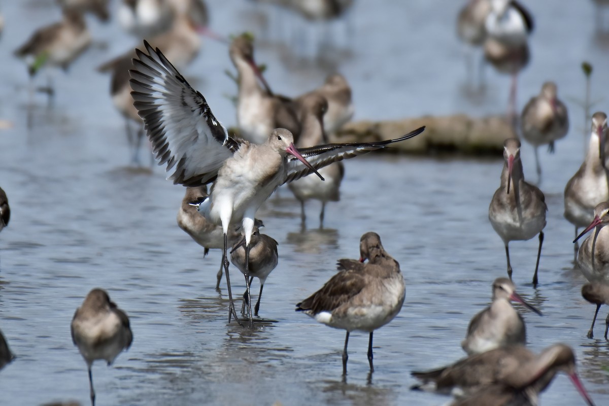 Black-tailed Godwit - ML644098531