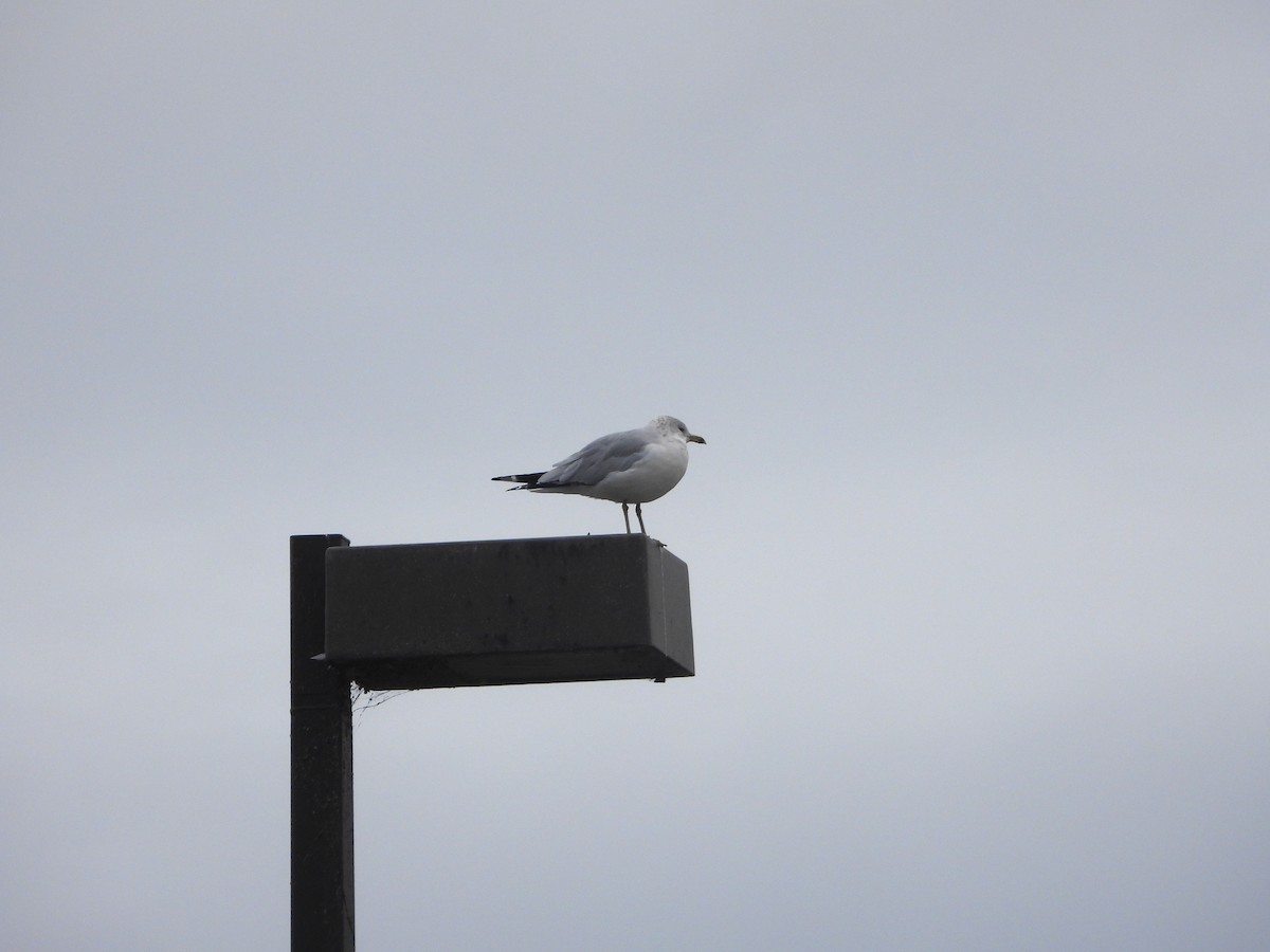 Ring-billed Gull - ML644098532