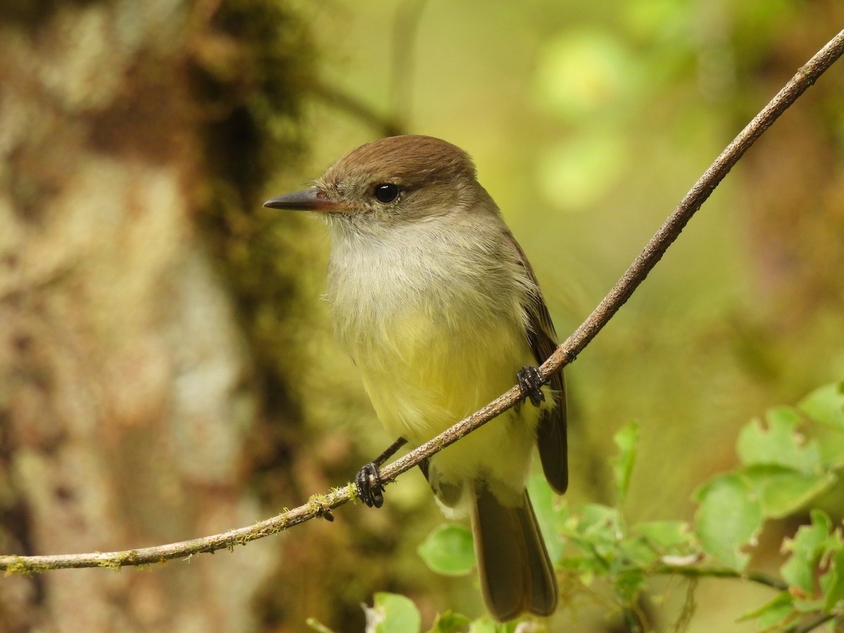 Galapagos Flycatcher - ML644098533