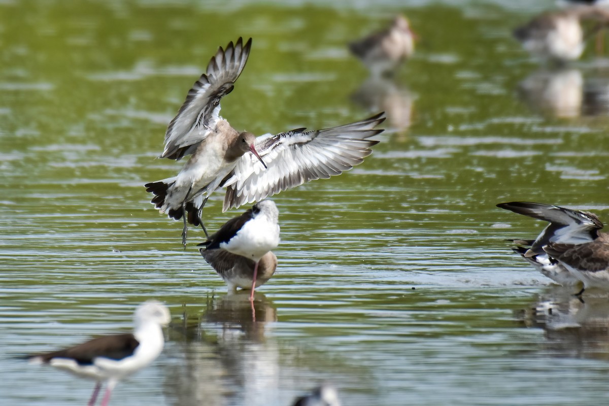 Black-tailed Godwit - ML644098534