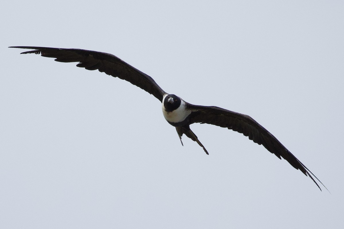 Lesser Frigatebird - ML644098535