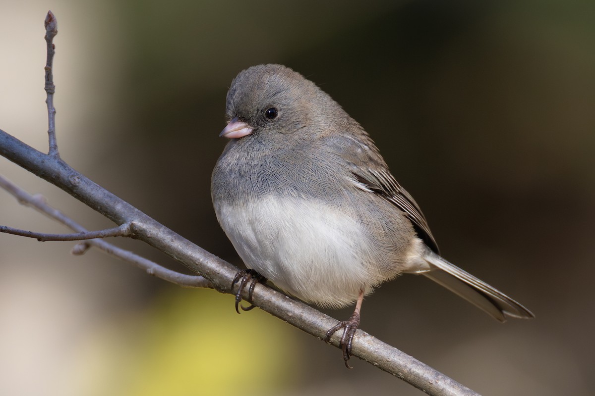 Dark-eyed Junco (Slate-colored) - ML644098536
