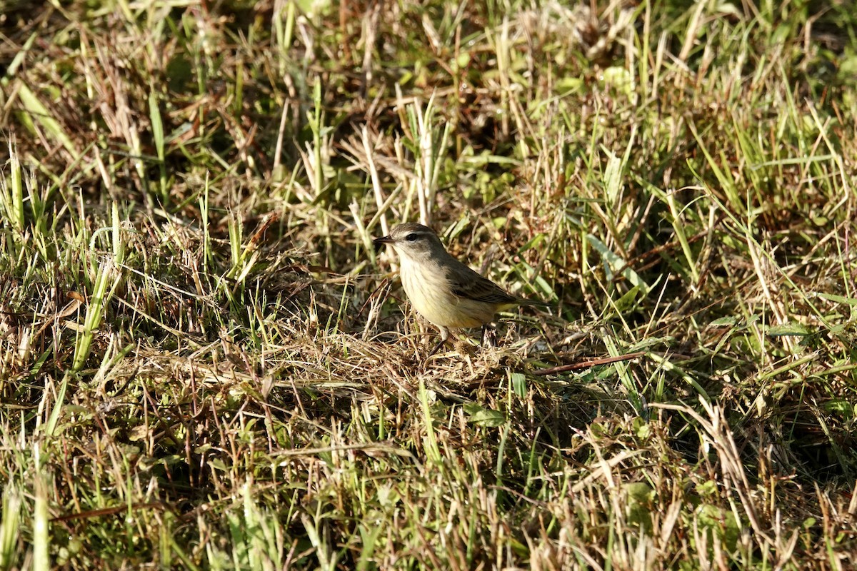 Palm Warbler - ML644098538