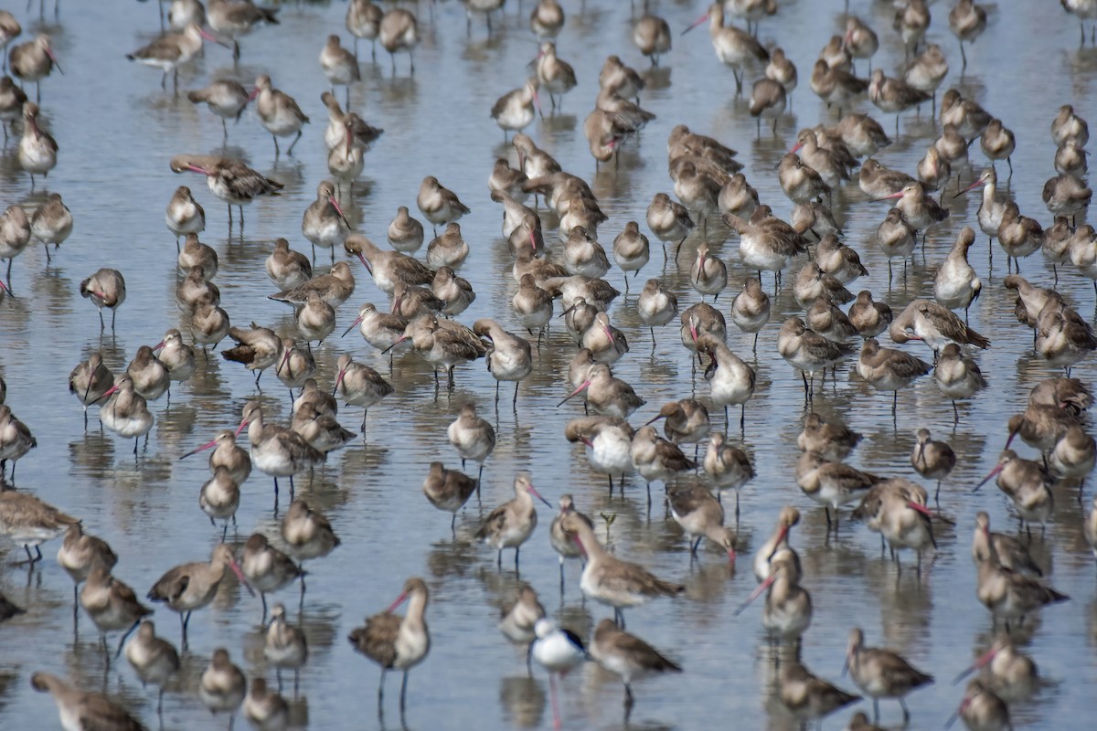 Black-tailed Godwit - ML644098540