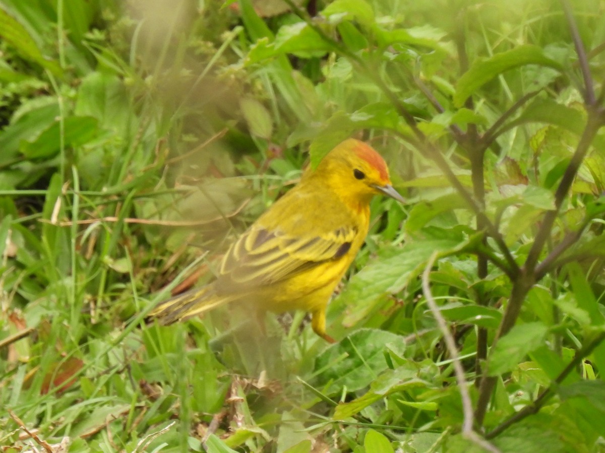 Yellow Warbler (Galapagos) - ML644098541