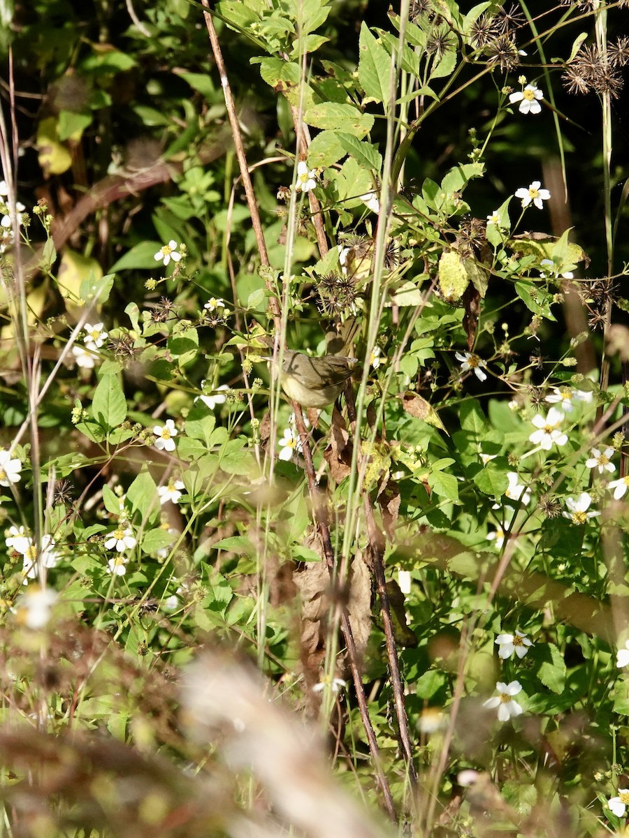 Common Yellowthroat - ML644098544