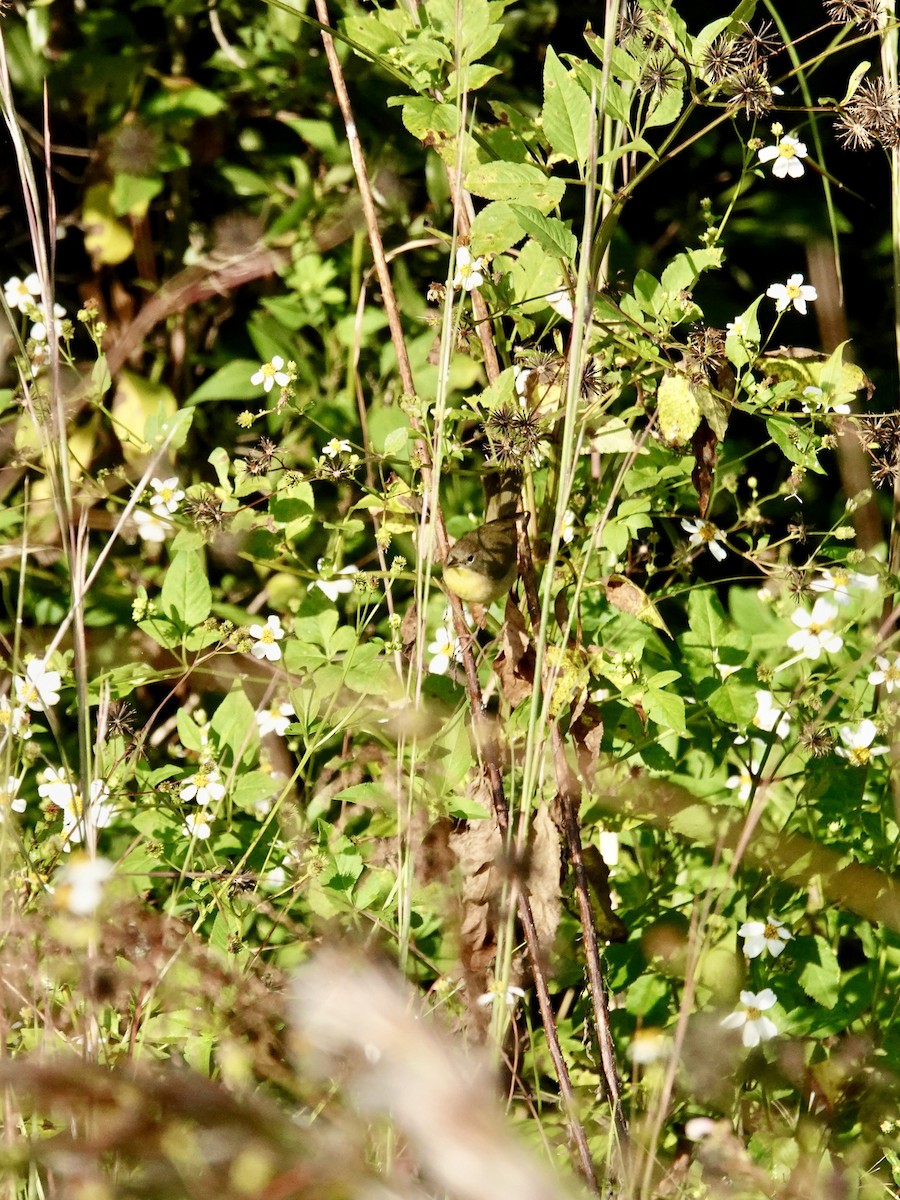 Common Yellowthroat - ML644098545