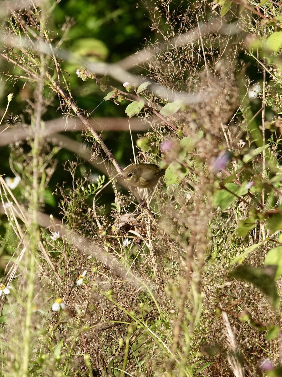 Common Yellowthroat - ML644098546