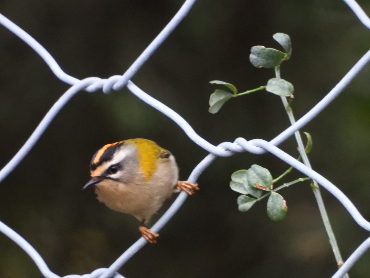 Common Firecrest - ML644098549
