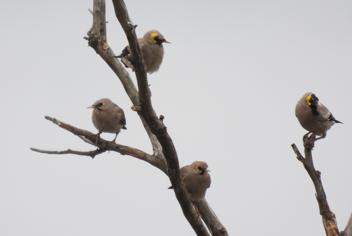 トサカムクドリ - ML644098552