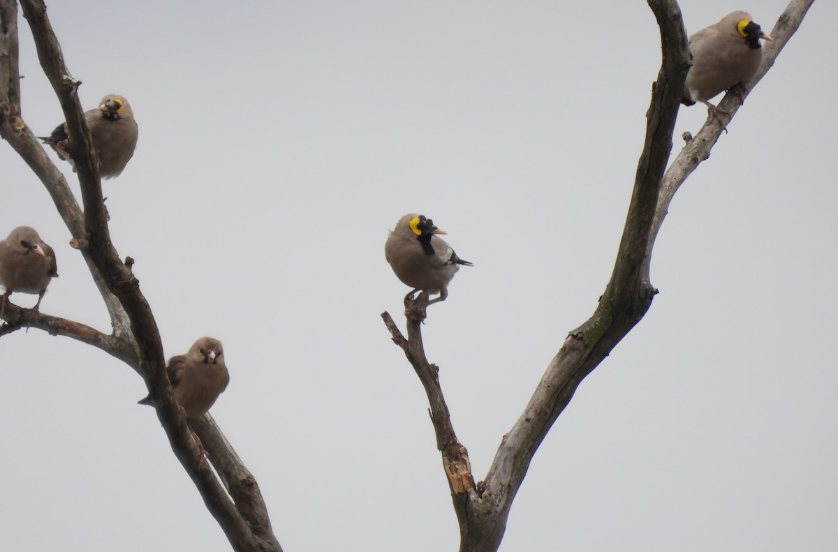 トサカムクドリ - ML644098553