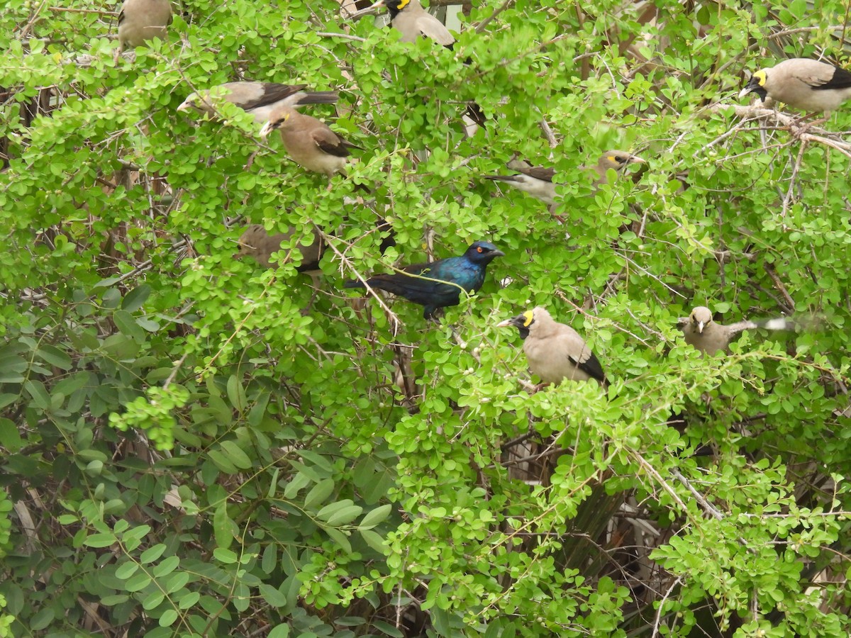 トサカムクドリ - ML644098554