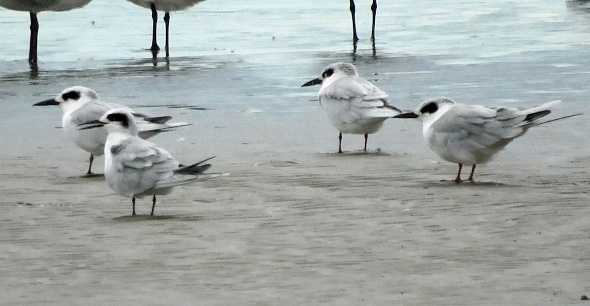 Forster's Tern - ML644098570