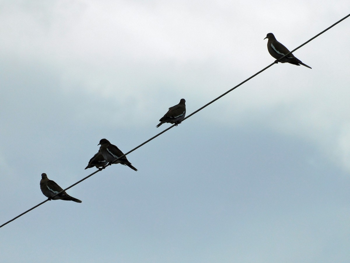 White-winged Dove - ML644098653