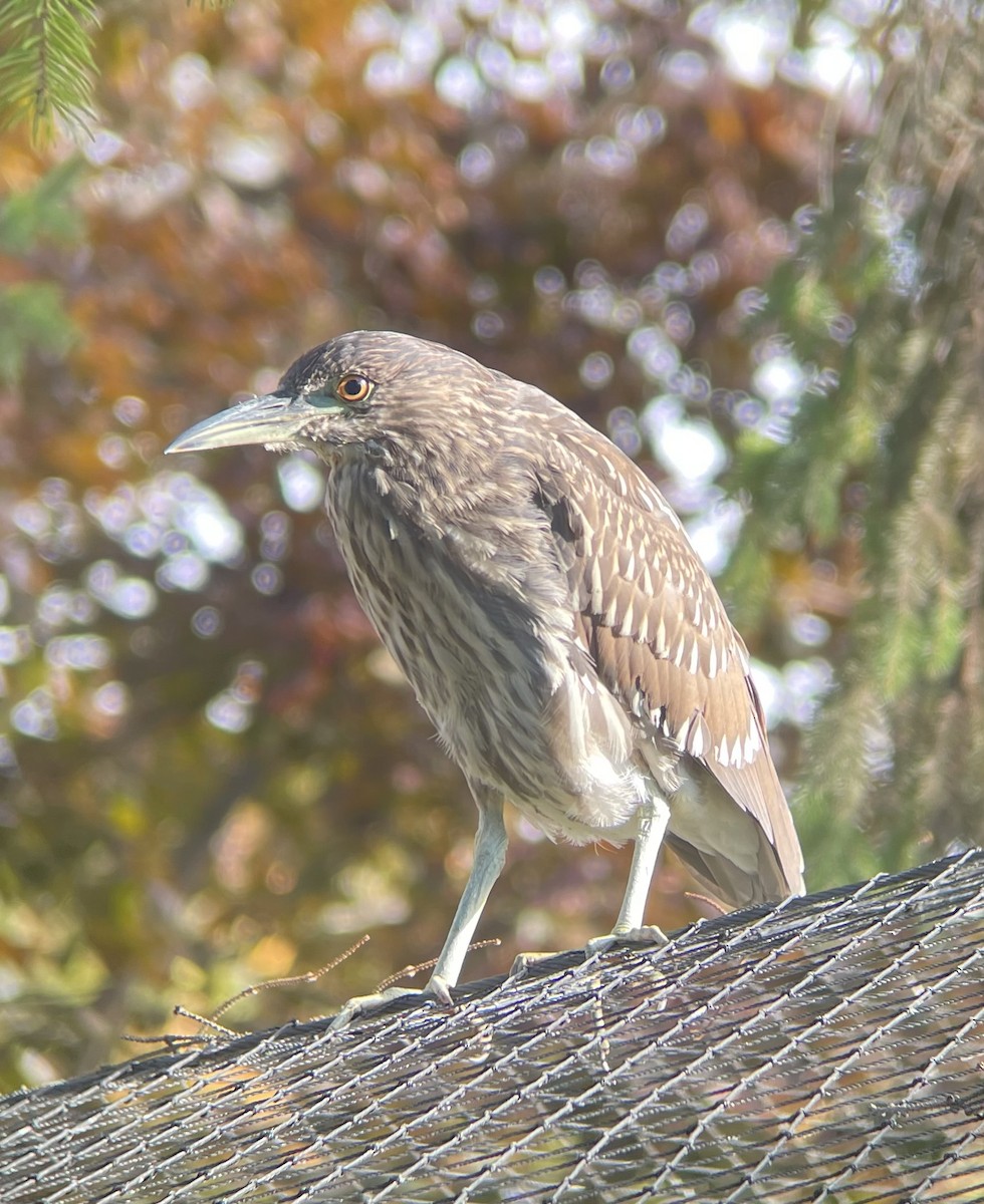 kvakoš noční - ML644098657