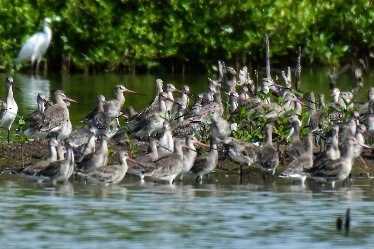 Asian Dowitcher - ML644098665