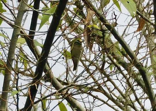 Golden-crowned Kinglet - ML644098669