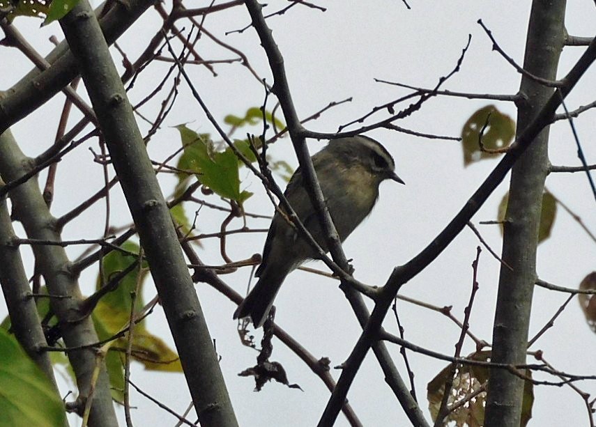 Golden-crowned Kinglet - ML644098670