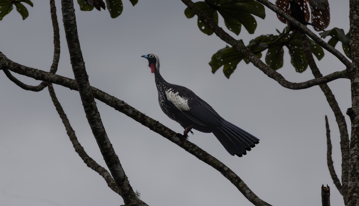 Black-fronted Piping-Guan - ML644098677