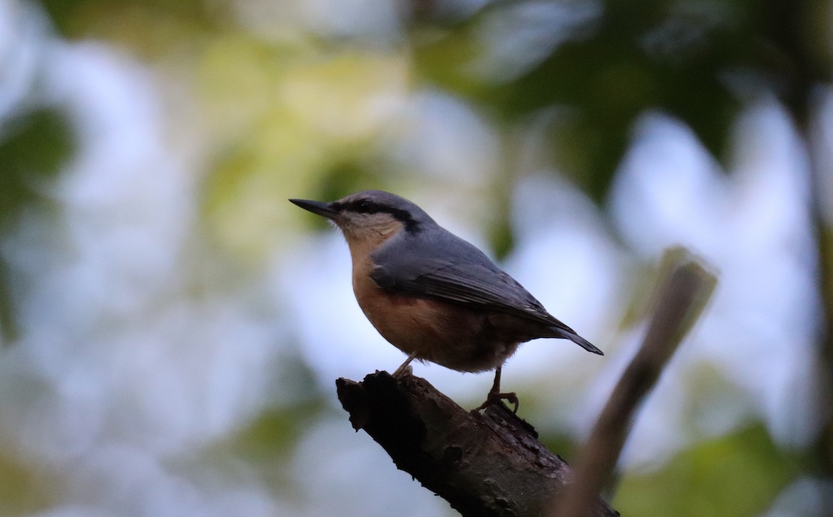 Garrapo eurasiarra - ML644098678