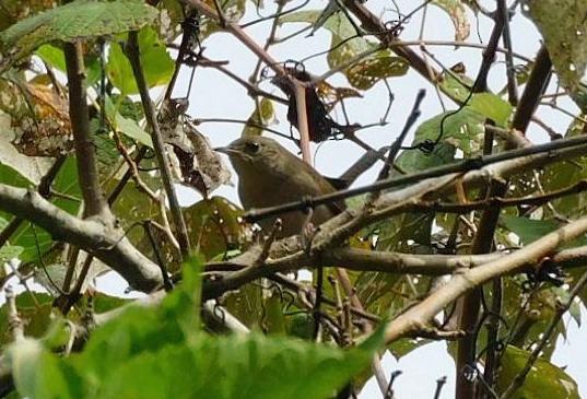 Northern House Wren - ML644098684