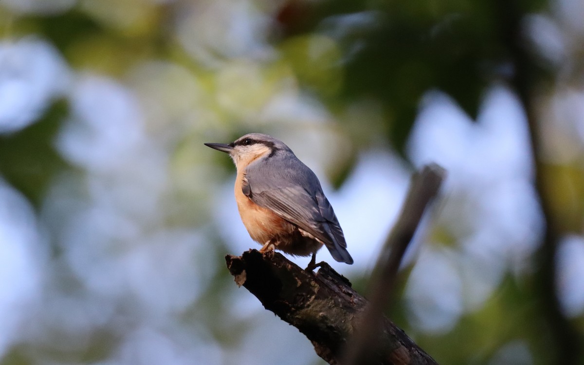 Garrapo eurasiarra - ML644098691