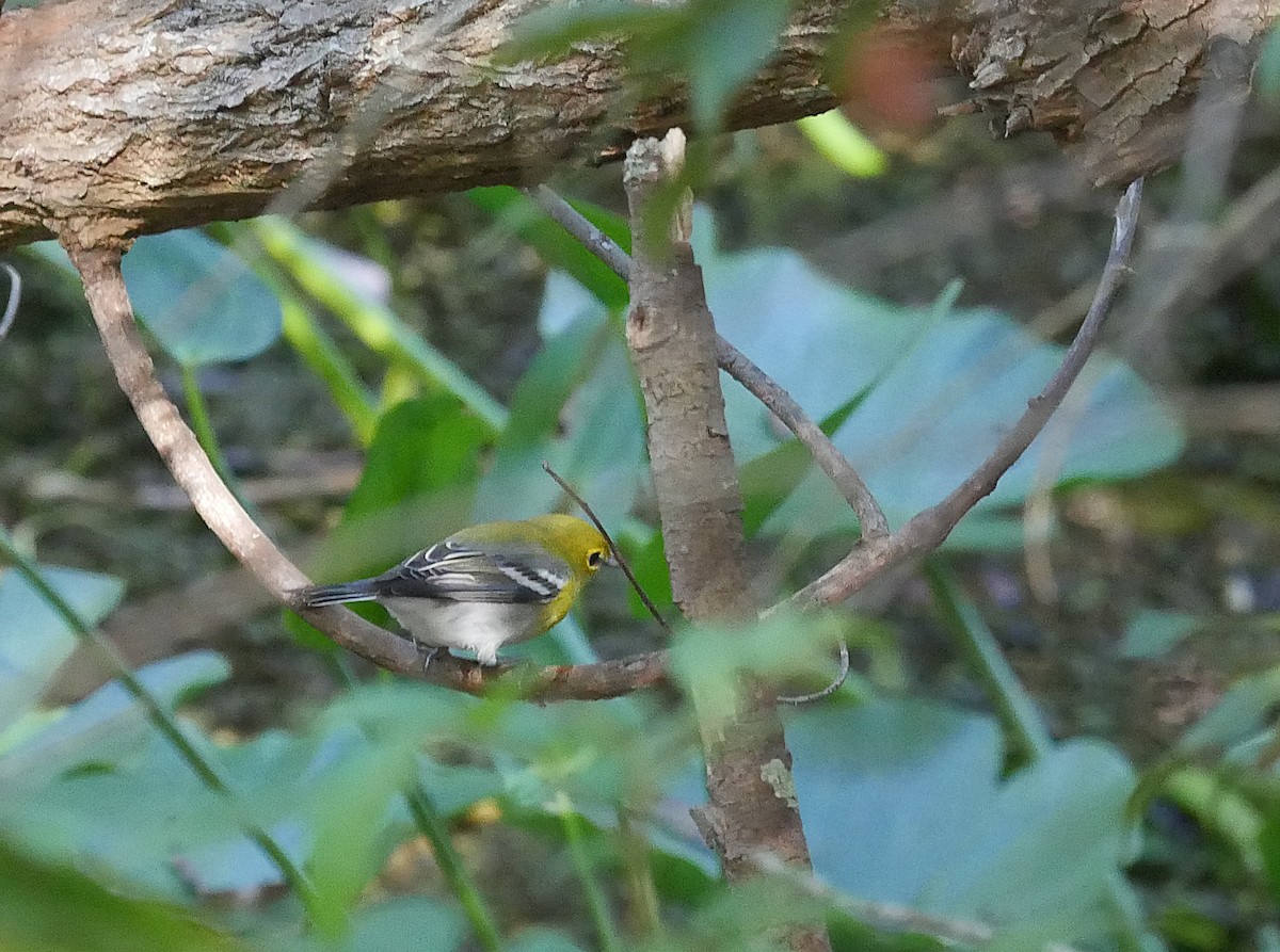Sarı Gerdanlı Vireo - ML644098695