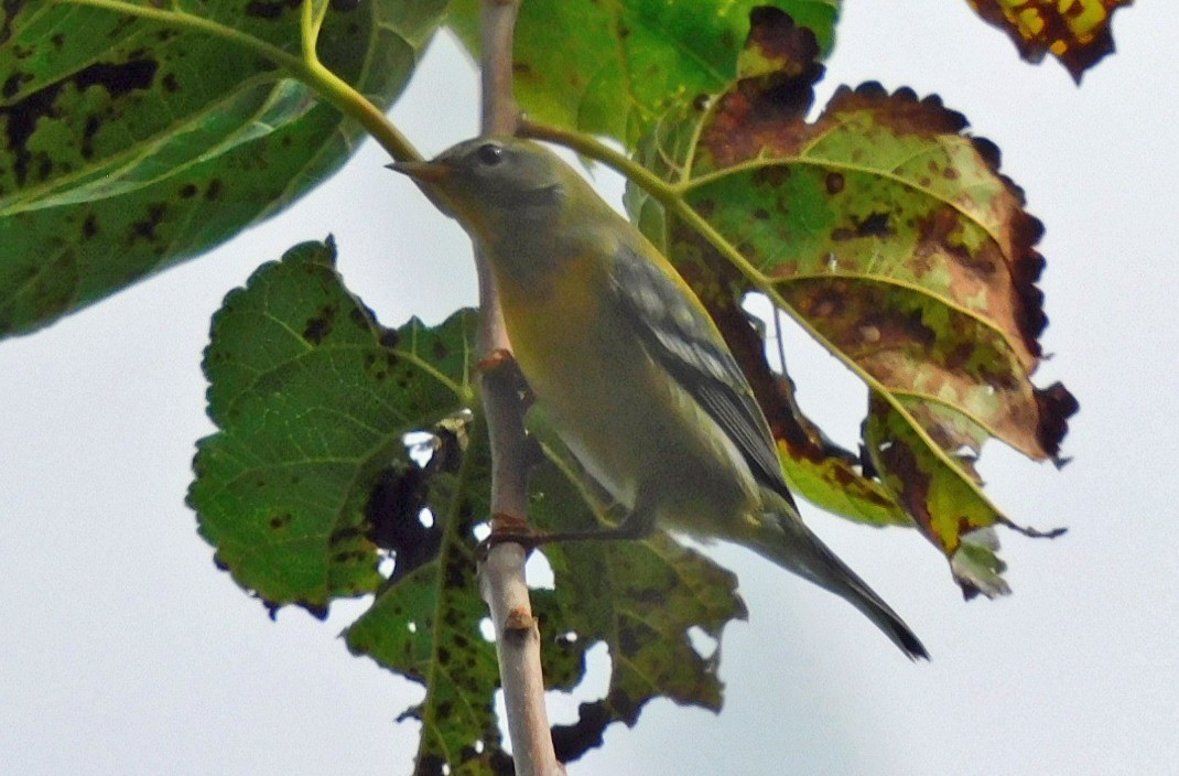 Northern Parula - ML644098696