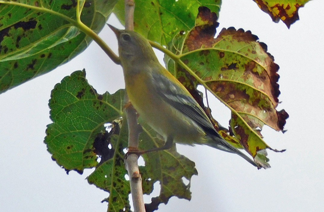 Northern Parula - ML644098697
