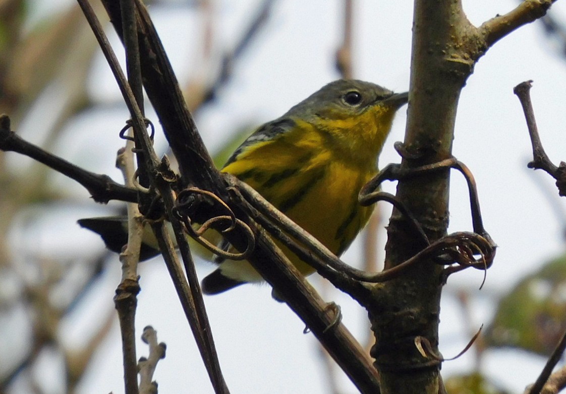 Magnolia Warbler - ML644098708
