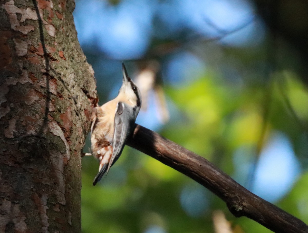 Garrapo eurasiarra - ML644098709