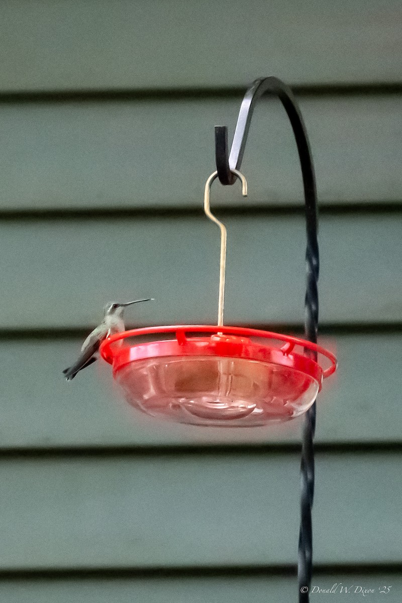 Broad-billed Hummingbird - ML644098712