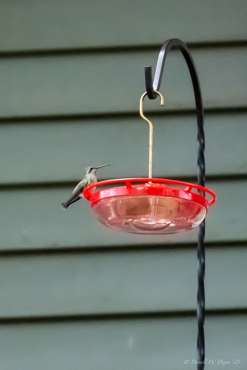 Broad-billed Hummingbird - ML644098714