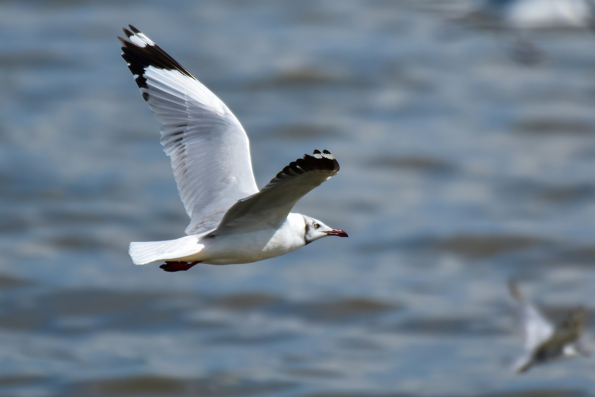 Brown-headed Gull - ML644098723