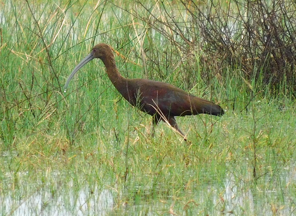 White-faced Ibis - ML644098724