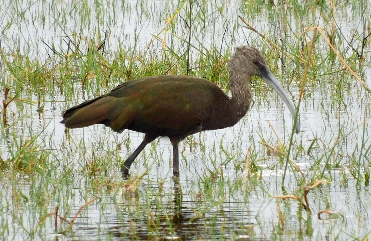White-faced Ibis - ML644098725