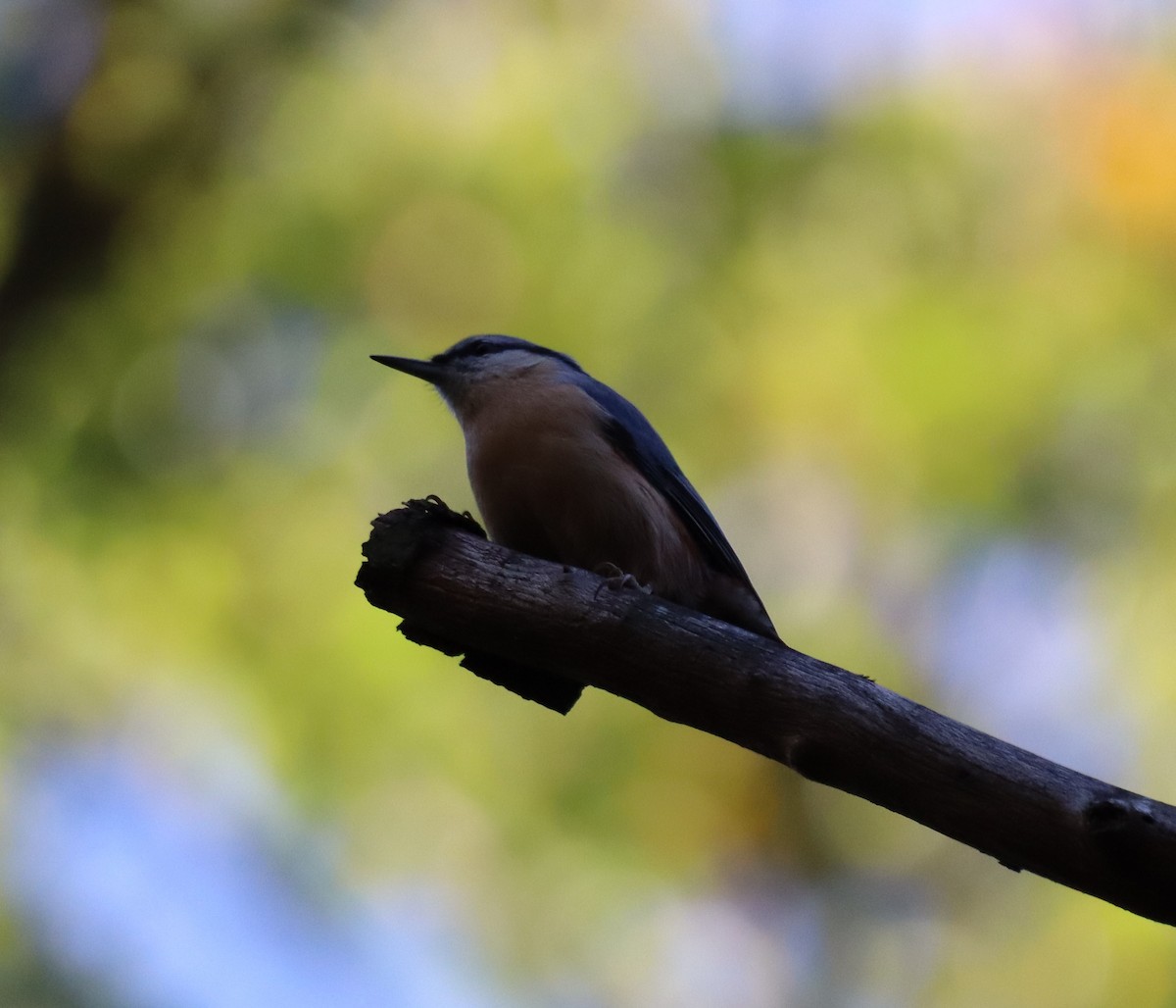 Garrapo eurasiarra - ML644098726