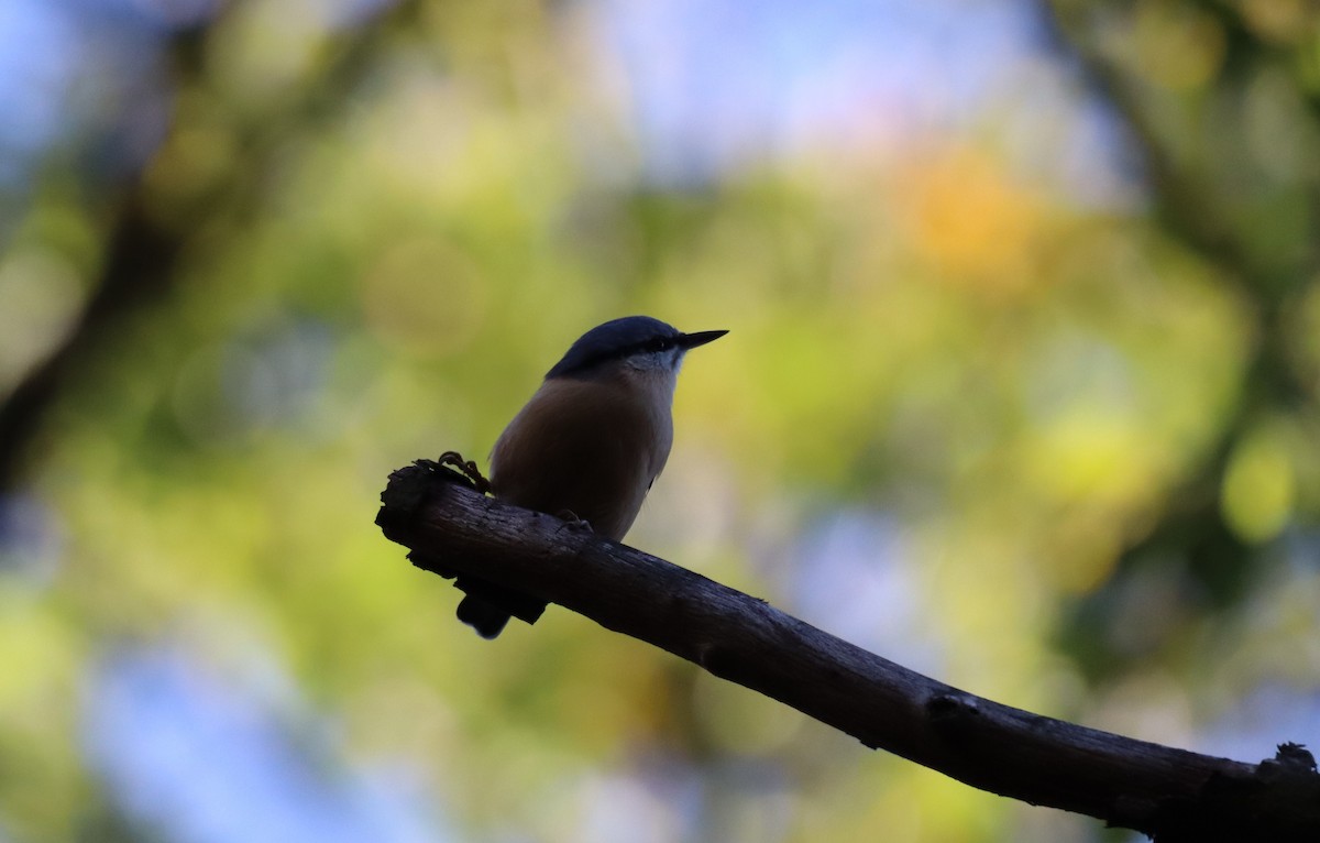 Garrapo eurasiarra - ML644098727