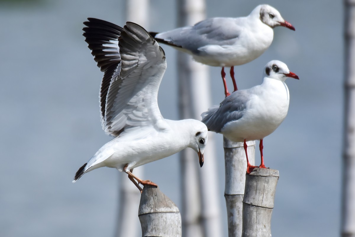 Brown-headed Gull - ML644098728